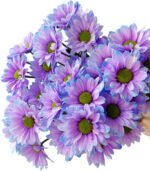 Fresh Cut Dyed Spray Chrysanthemum Aurora Purple Color Wholesale Yunnan Bouquet Filler Flowers