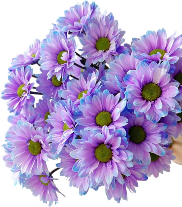 Fresh Cut Dyed Spray Chrysanthemum Aurora Purple Color Wholesale Yunnan Bouquet Filler Flowers
