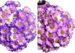 Fresh Cut Dyed Spray Chrysanthemum Aurora Purple Color Wholesale Yunnan Bouquet Filler Flowers