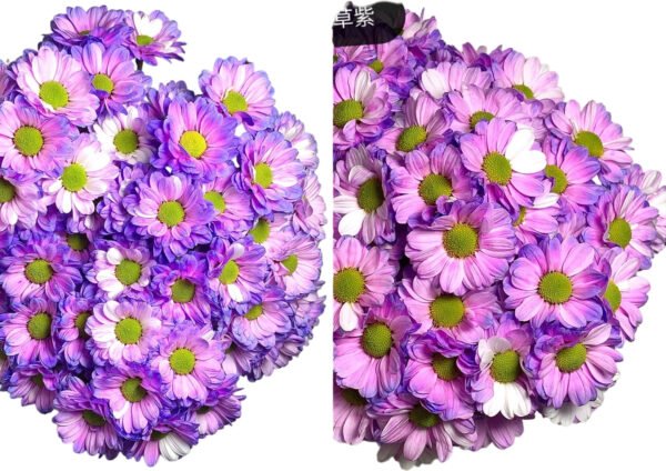 Fresh Cut Dyed Spray Chrysanthemum Aurora Purple Color Wholesale Yunnan Bouquet Filler Flowers