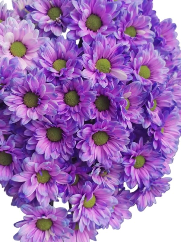 Fresh Cut Dyed Spray Chrysanthemum Aurora Purple Color Wholesale Yunnan Bouquet Filler Flowers