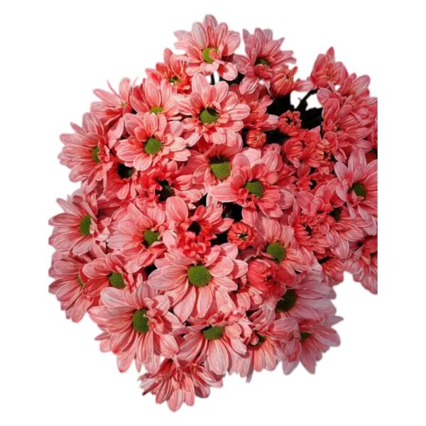 Fresh Cut Dyed Spray Chrysanthemum Red Color Wholesale Yunnan Bouquet Filler Flowers