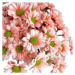 Fresh Cut Dyed Spray Chrysanthemum Red Color Wholesale Yunnan Bouquet Filler Flowers