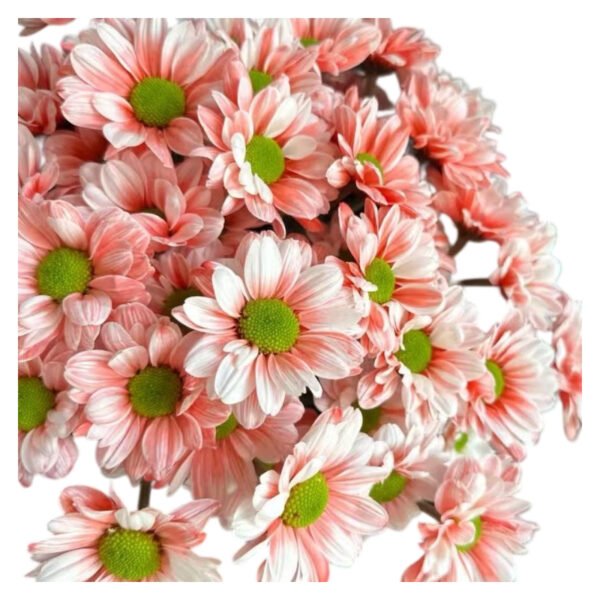 Fresh Cut Dyed Spray Chrysanthemum Red Color Wholesale Yunnan Bouquet Filler Flowers