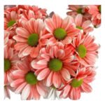 Fresh Cut Dyed Spray Chrysanthemum Red Color Wholesale Yunnan Bouquet Filler Flowers