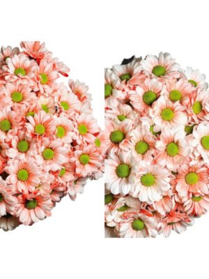 红色小菊2