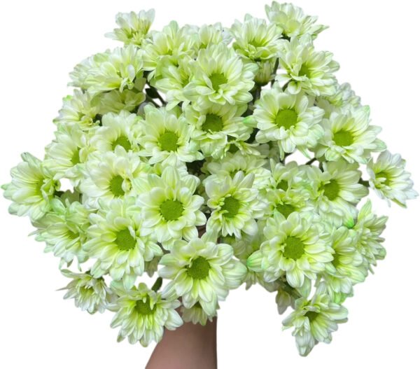 Fresh Cut Dyed Spray Chrysanthemum Green Color Wholesale Yunnan Bouquet Filler Flowers