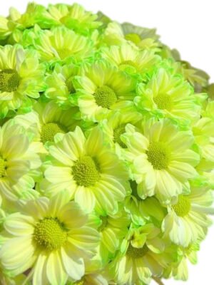 Fresh Cut Dyed Spray Chrysanthemum Green Color Wholesale Yunnan Bouquet Filler Flowers