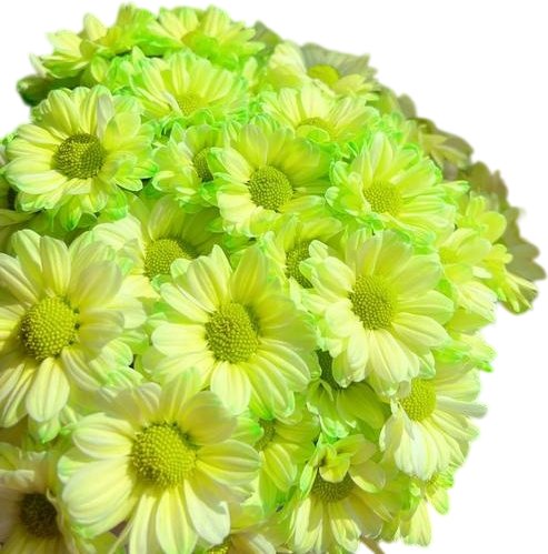 Fresh Cut Dyed Spray Chrysanthemum Green Color Wholesale Yunnan Bouquet Filler Flowers
