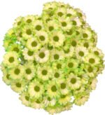 Fresh Cut Dyed Spray Chrysanthemum Green Color Wholesale Yunnan Bouquet Filler Flowers