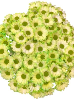 绿色吸色小菊5
