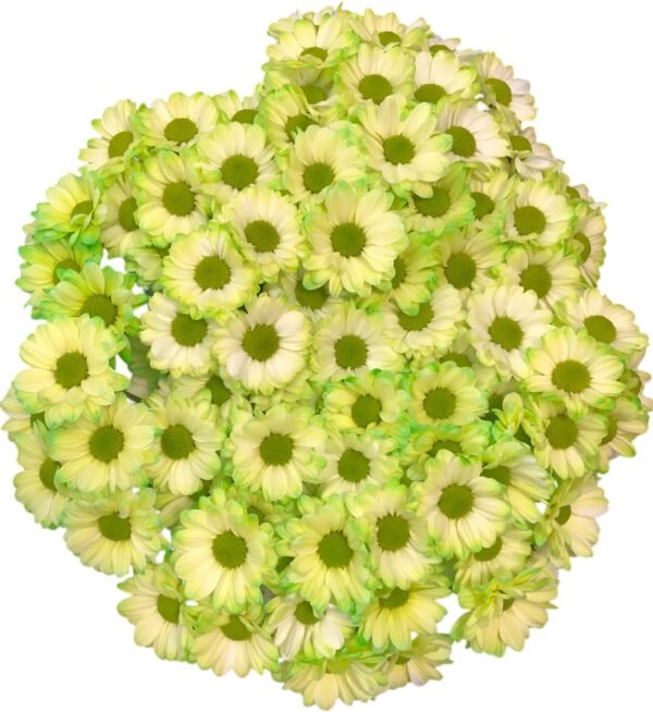 Fresh Cut Dyed Spray Chrysanthemum Green Color Wholesale Yunnan Bouquet Filler Flowers