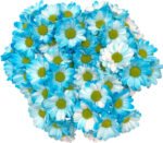 Fresh Cut Dyed Spray Chrysanthemum Blue Color Wholesale Yunnan Bouquet Filler Flowers
