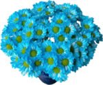 Fresh Cut Dyed Spray Chrysanthemum Blue Color Wholesale Yunnan Bouquet Filler Flowers