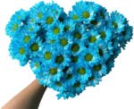 Fresh Cut Dyed Spray Chrysanthemum Blue Color Wholesale Yunnan Bouquet Filler Flowers