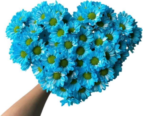 Fresh Cut Dyed Spray Chrysanthemum Blue Color Wholesale Yunnan Bouquet Filler Flowers