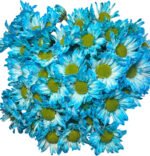 Fresh Cut Dyed Spray Chrysanthemum Blue Color Wholesale Yunnan Bouquet Filler Flowers