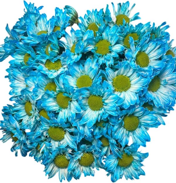 Fresh Cut Dyed Spray Chrysanthemum Blue Color Wholesale Yunnan Bouquet Filler Flowers