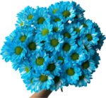 Fresh Cut Dyed Spray Chrysanthemum Blue Color Wholesale Yunnan Bouquet Filler Flowers
