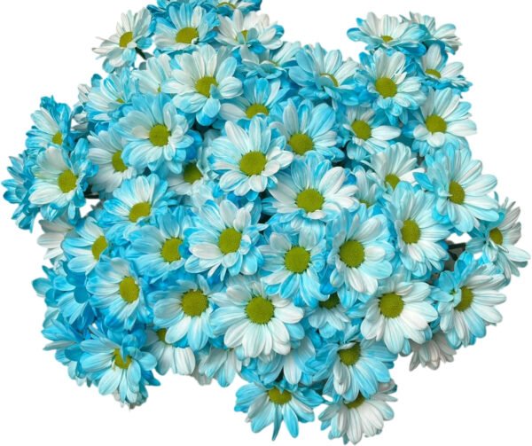 Fresh Cut Dyed Spray Chrysanthemum Blue Color Wholesale Yunnan Bouquet Filler Flowers