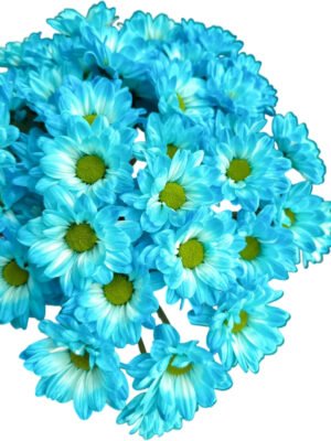 Fresh Cut Dyed Spray Chrysanthemum Blue Color Wholesale Yunnan Bouquet Filler Flowers