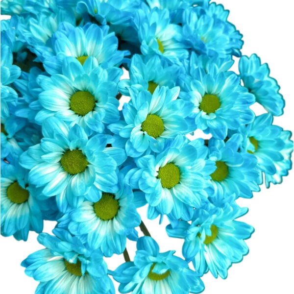 Fresh Cut Dyed Spray Chrysanthemum Blue Color Wholesale Yunnan Bouquet Filler Flowers