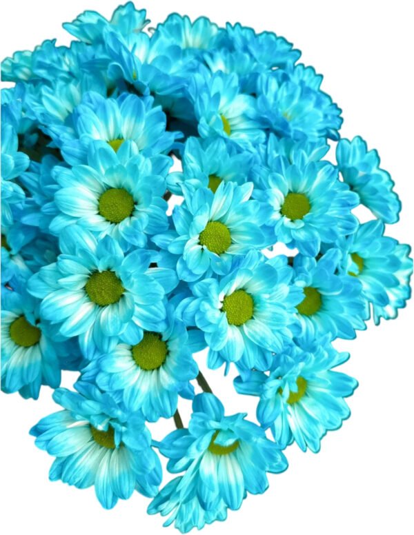 Fresh Cut Dyed Spray Chrysanthemum Blue Color Wholesale Yunnan Bouquet Filler Flowers
