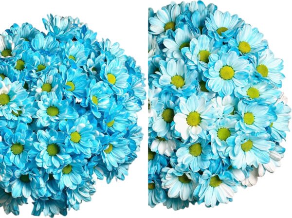 Fresh Cut Dyed Spray Chrysanthemum Blue Color Wholesale Yunnan Bouquet Filler Flowers