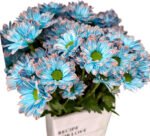 Fresh Cut Dyed Spray Chrysanthemum Blue Color Wholesale Yunnan Bouquet Filler Flowers