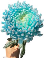 Fresh Cut Chrysanthemum Blue Peony Chrysanthemum Wholesale Yunnan Wedding Bouquet Filler Flowers