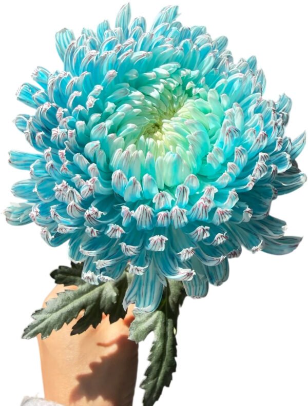 Fresh Cut Chrysanthemum Blue Peony Chrysanthemum Wholesale Yunnan Wedding Bouquet Filler Flowers